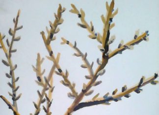 Парченца пламенност