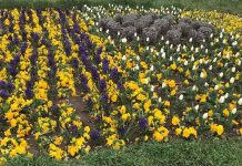 Да се хванем за цветята