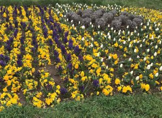 Да се хванем за цветята